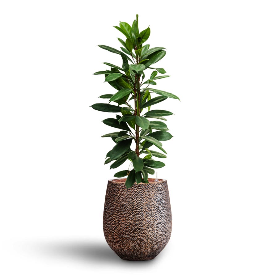Ficus cyathistipula - Hydroculture & Opus Hit Darcy Planter - Gold