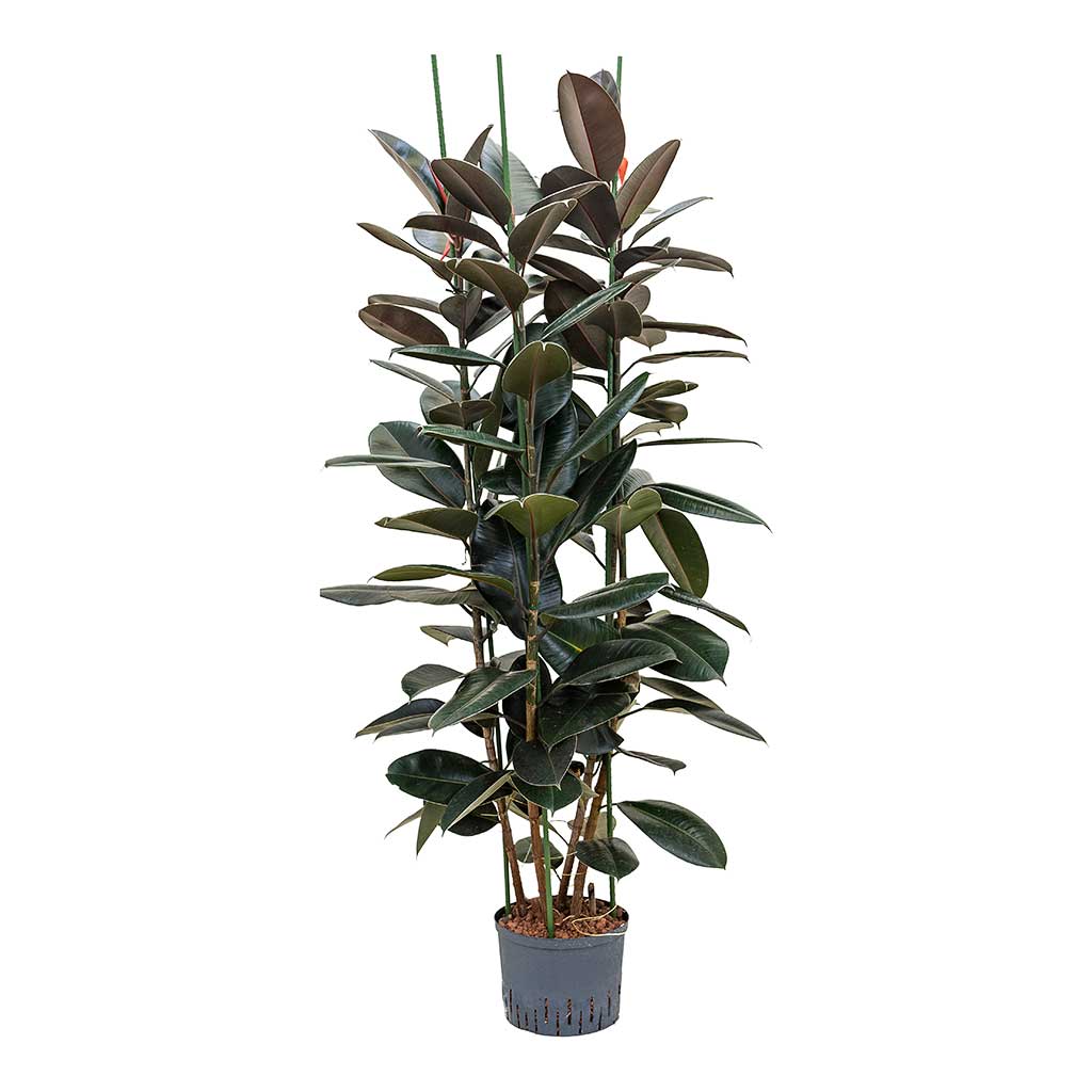 Ficus elastica Abidjan Hydroculture Indoor Plant