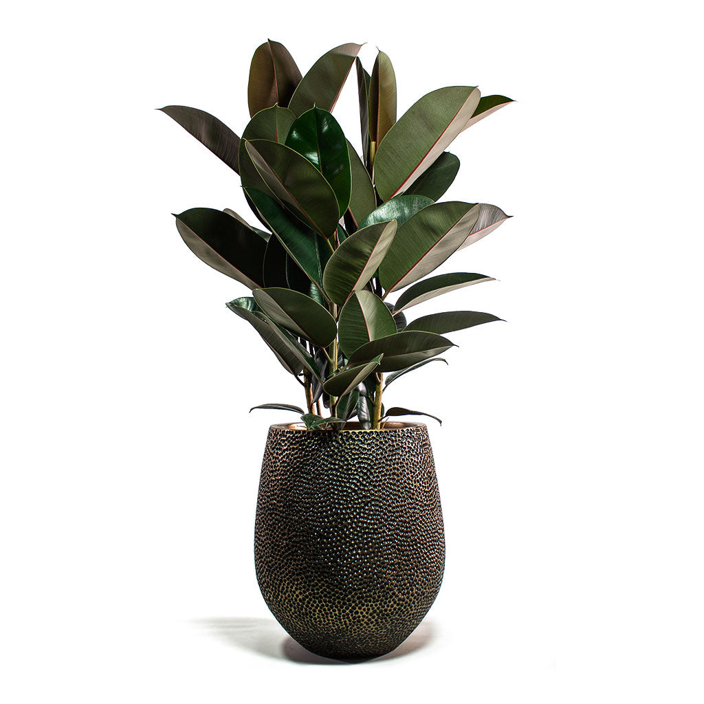 Ficus elastica Abidjan Rubber Plant with Opus Hit Darcy Planter Gold