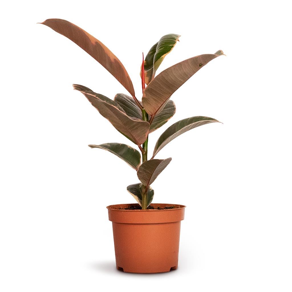 Ficus elastica Belize - Pink Rubber Plant