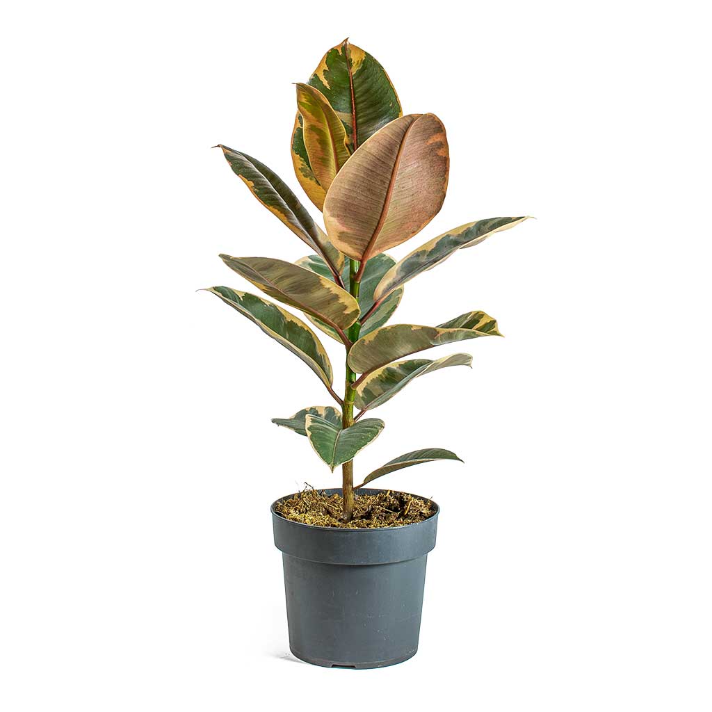 Ficus elastica Belize Rubber Plant Young Houseplant