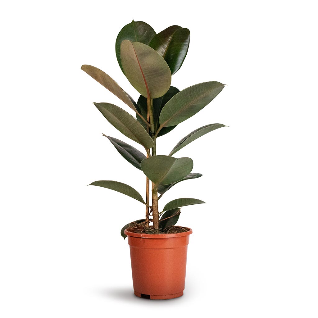 Ficus elastica Robusta - Rubber Plant