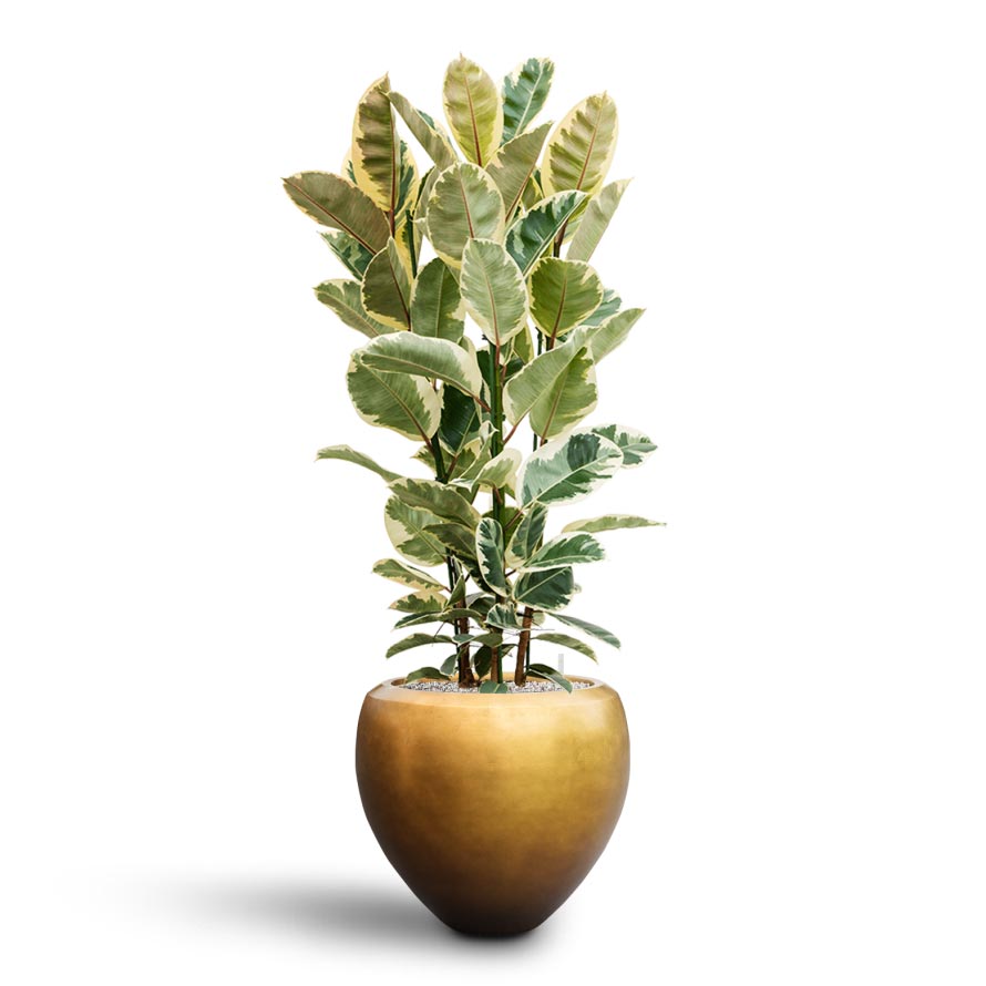 Ficus elastica Tineke - Variegated Rubber Plant - Hydroculture Indoor Plant & Metallic Couple Plant Pot - Matt Honey