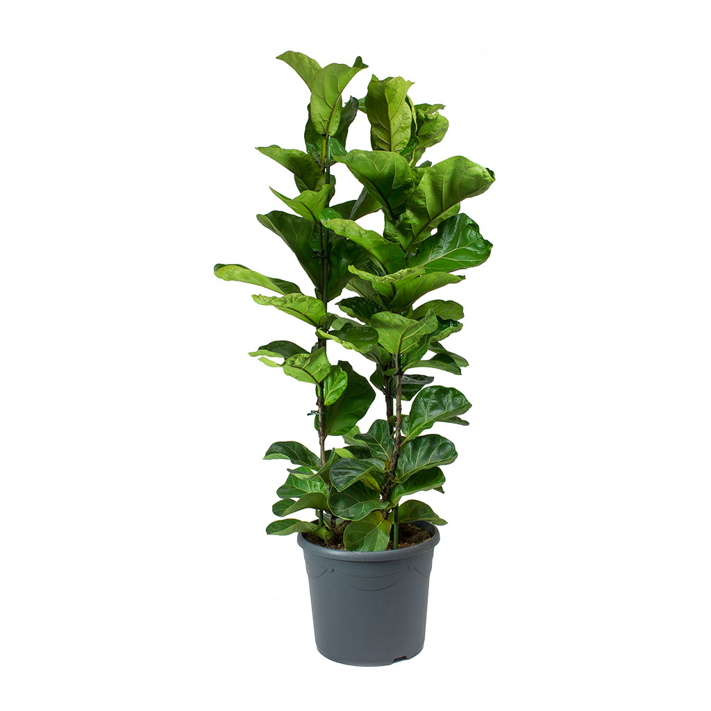 Ficus lyrata Bambino - Dwarf Fiddle Leaf Fig 110cm