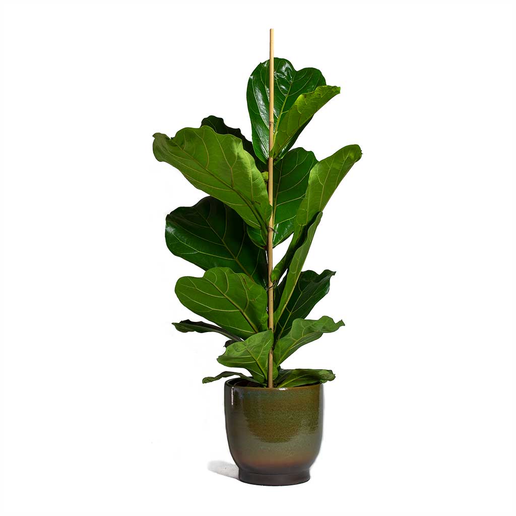 Ficus lyrata Fiddle Leaf Fig & Linn Plant Pot - Deep Green