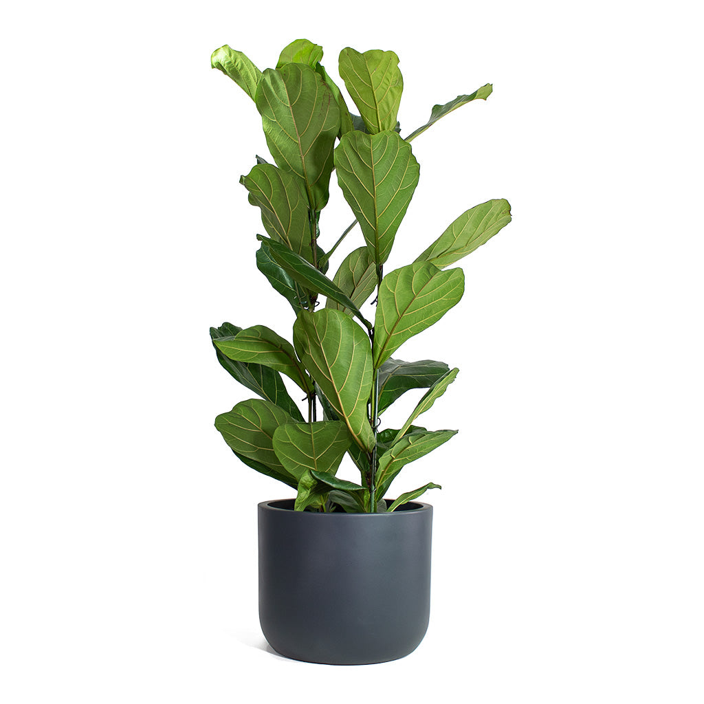 Ficus lyrata Fiddle Leaf Fig with Ease Cylinder Planter Anthracite
