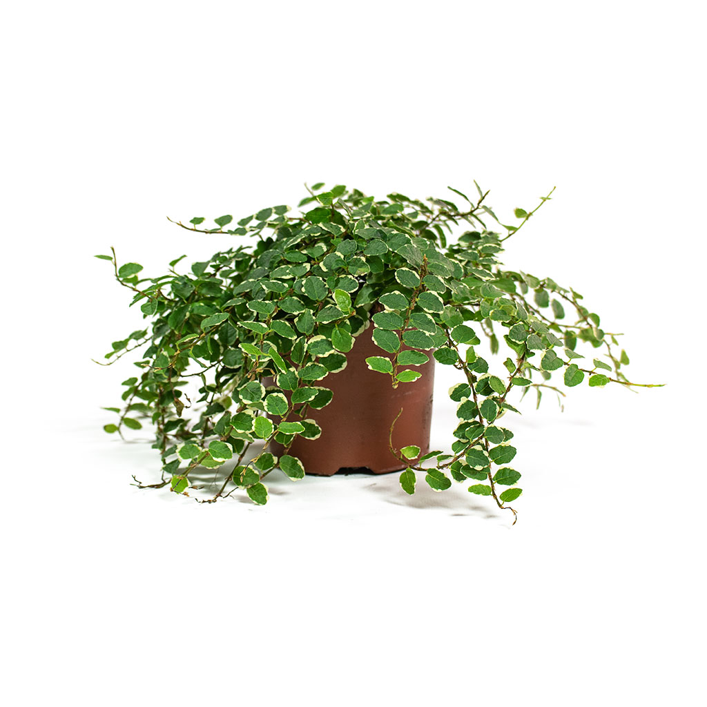 Ficus pumila White Sunny Creeping Fig 11cm
