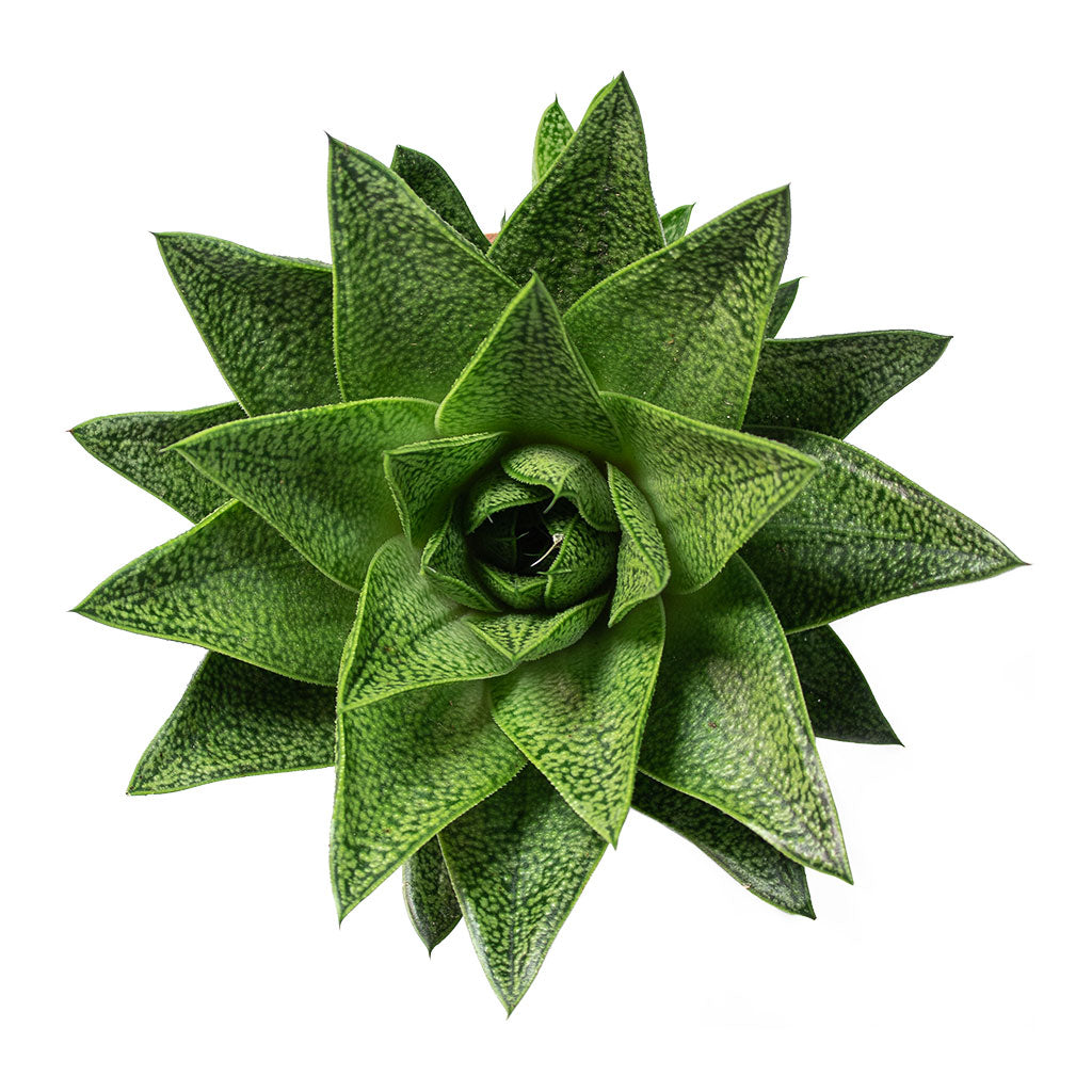 Gasteria D Tiga Ox Tongue 10.5cm Top-Down View