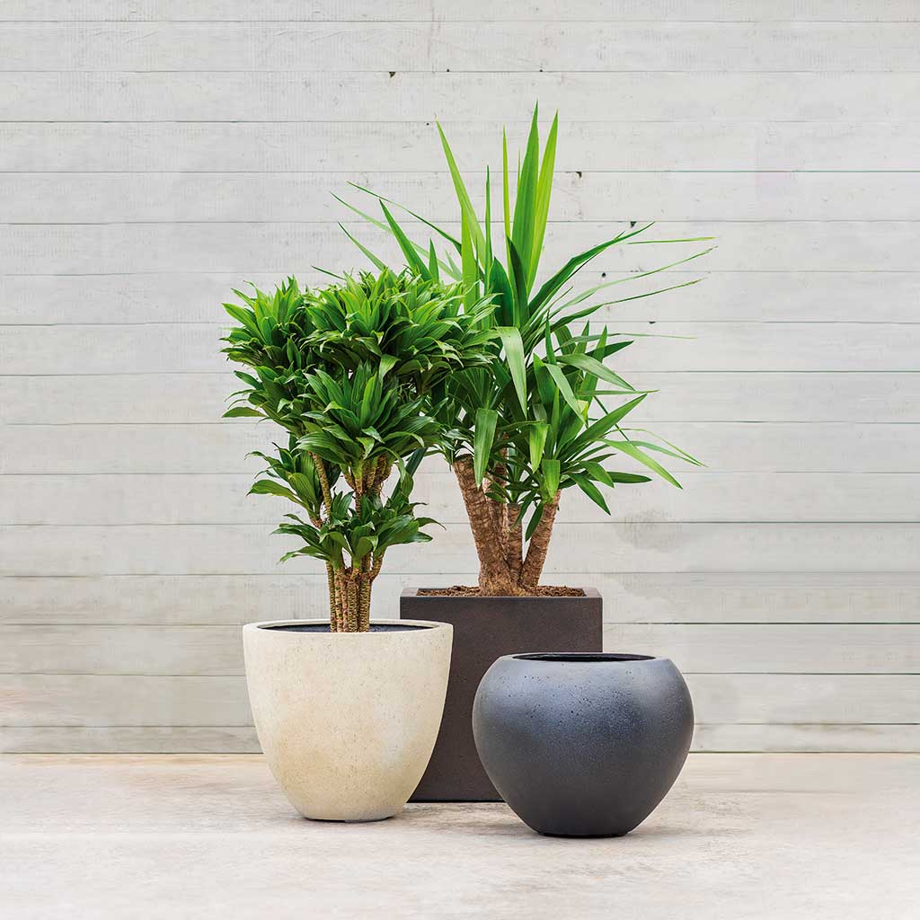 Grigio Egg Pot Planter - Antique White Concrete