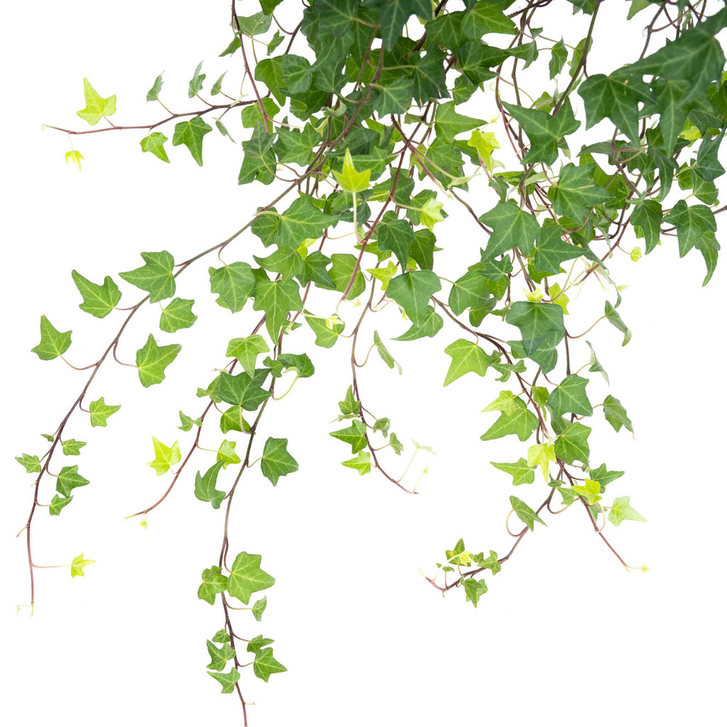 Hedera helix Pittsburgh - English Ivy Trailing