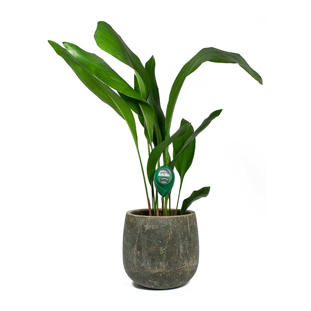 Houseplant Moisture Meter & Aspidistra