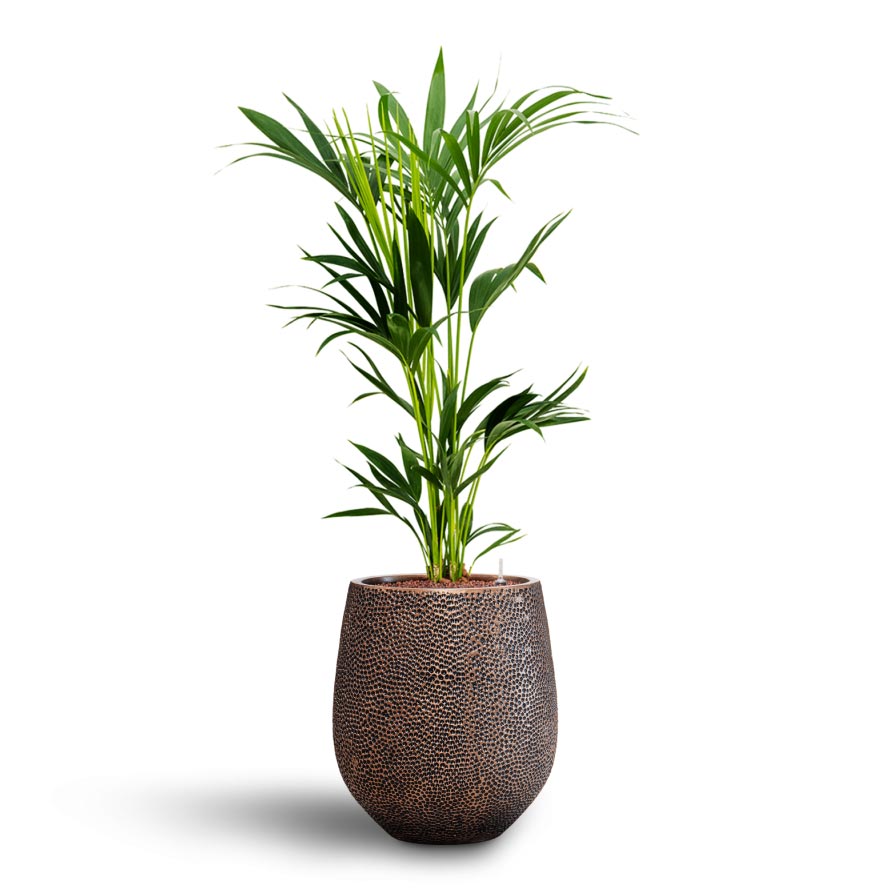 Howea - Kentia Palm - Hydroculture Indoor Plant & Opus Hit Darcy Planter - Gold