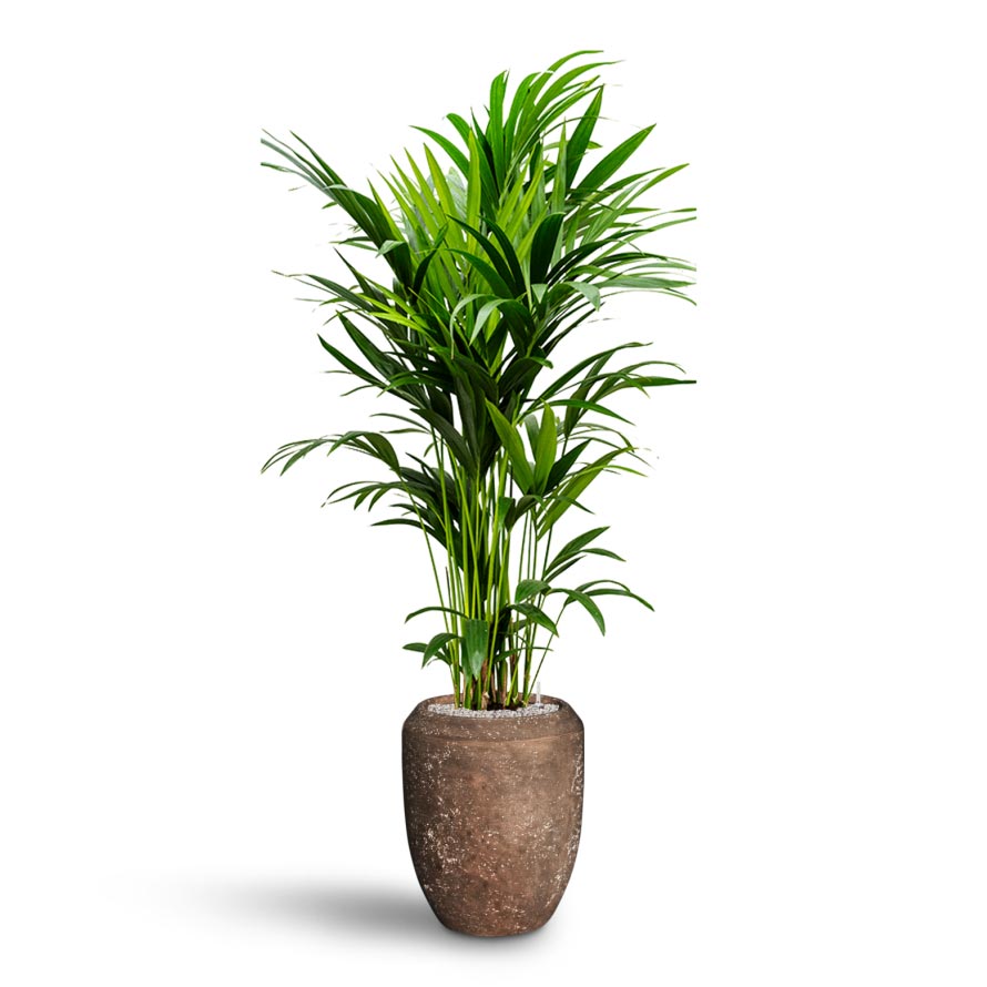 Howea - Kentia Palm - Hydroculture Indoor Plant & Polystone Coated Plain Coppa Planter - Rock