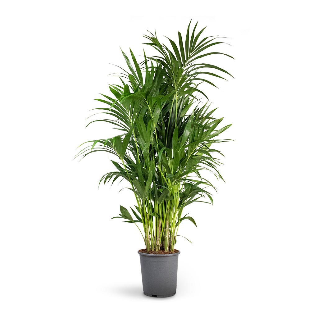 Howea forsteriana - Kentia Palm XL