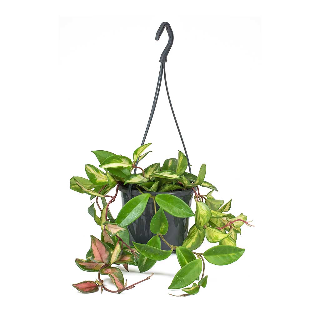 Hoya carnosa Tricolor - Wax Plant