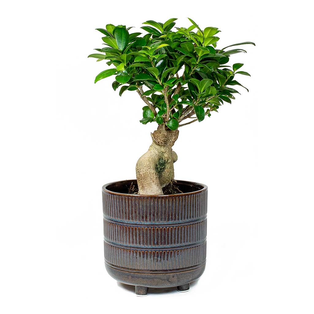 Indian Laurel Ficus Ginseng & Denise Plant Pot Blue Bronze