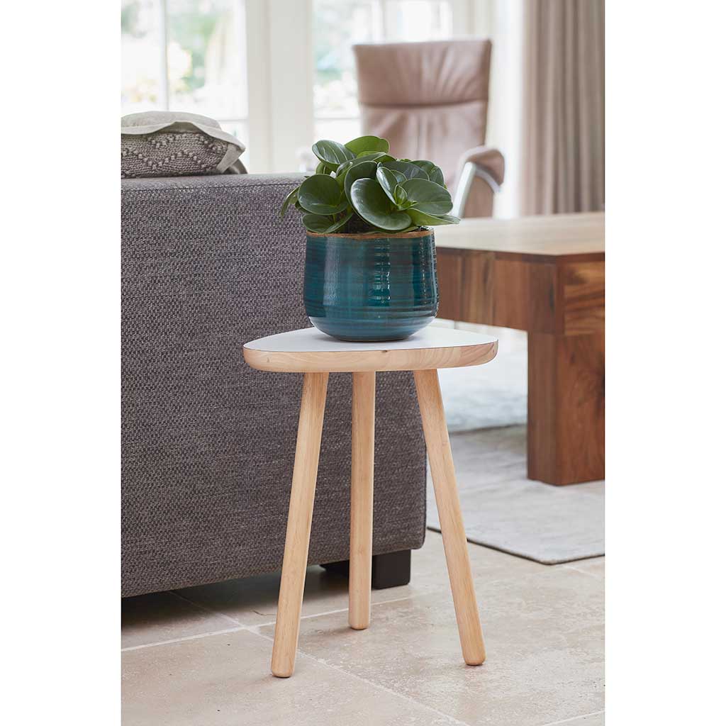 Iris Plant Pot - Turquoise - XL with Peperomia obtusifolia Green - Baby Rubber Plant