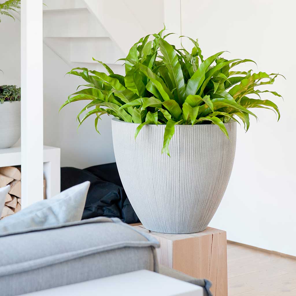 Jesslyn Plant Pot - Ridged Cement & Asplenium Houseplants