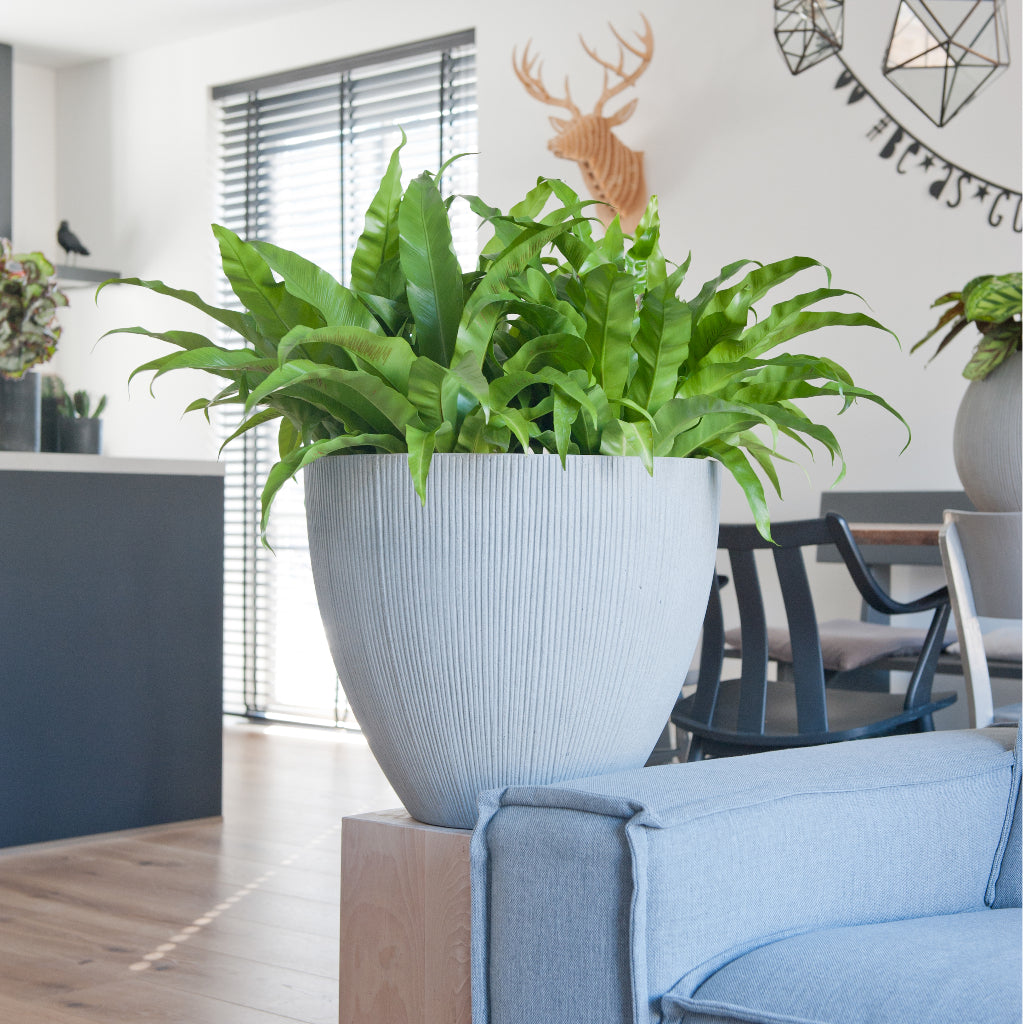 Jesslyn Plant Pot - Ridged Cement Lifestyle