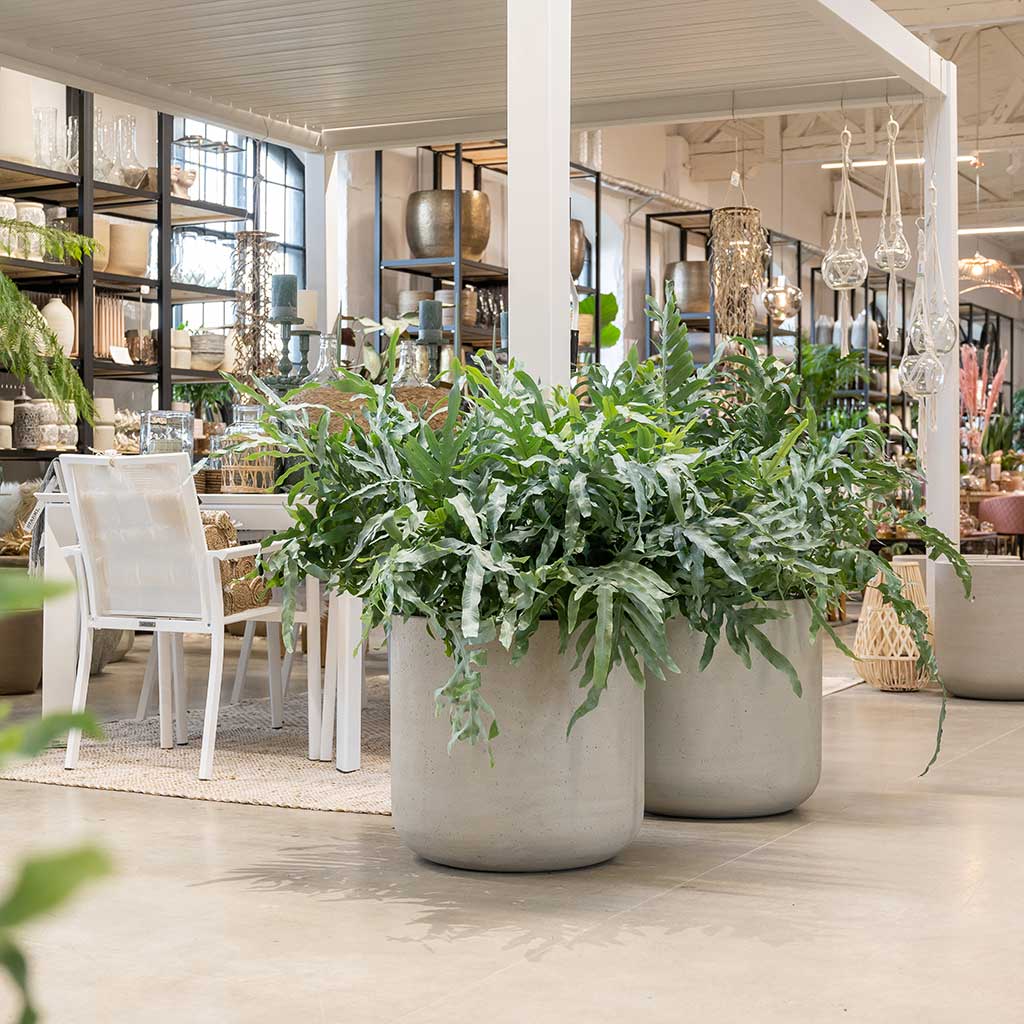 Jumbo Charlie Planters - Stone Washed Indoors