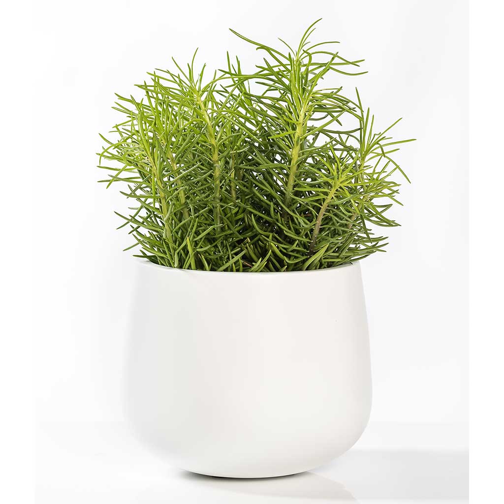 Kevan Plant Pot - Matt White & Houseplant