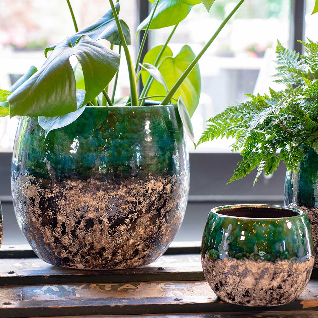 Lindy Plant Pot - Black Green & Swiss Cheese Plant