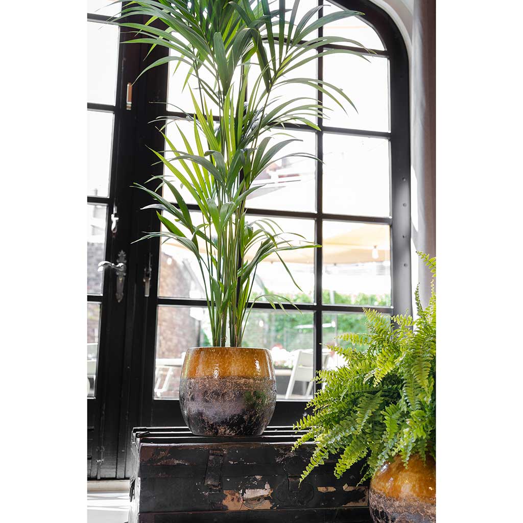 Lindy Plant Pot - Ochre & Kentia Palm