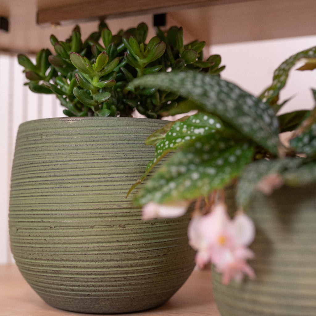 Lydia Plant Pot - Shiny Green Close Up