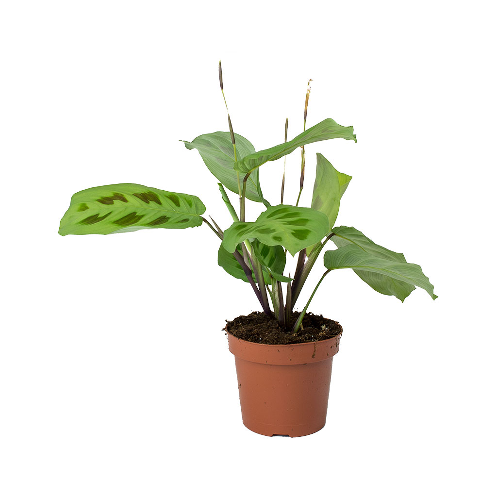 Maranta leuconeura var. kerchoveana - Rabbit's Foot 25cm