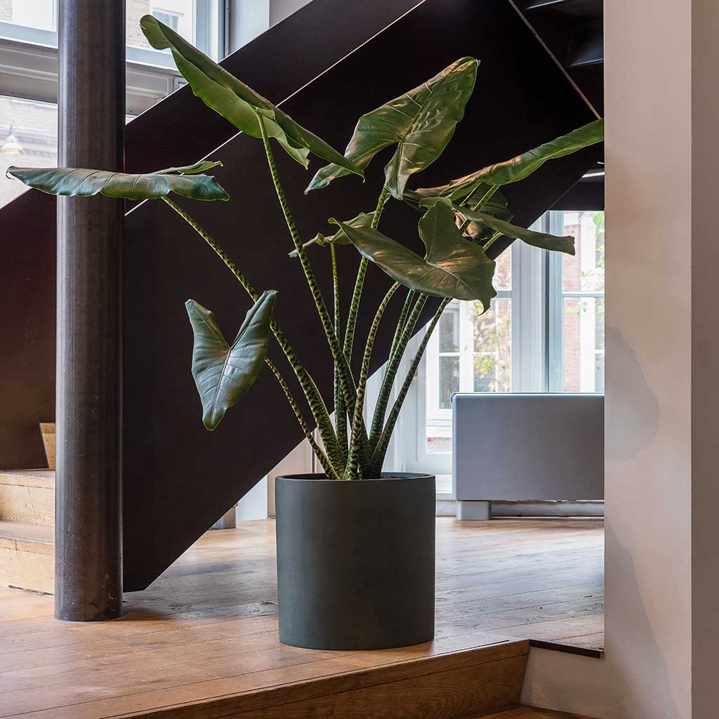 Max Refined Planter Pine Green & Alocasia