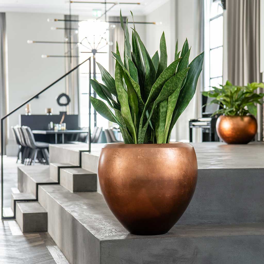 Metallic Couple Plant Pot Matt Copper with Sansevieria Lifestyle
