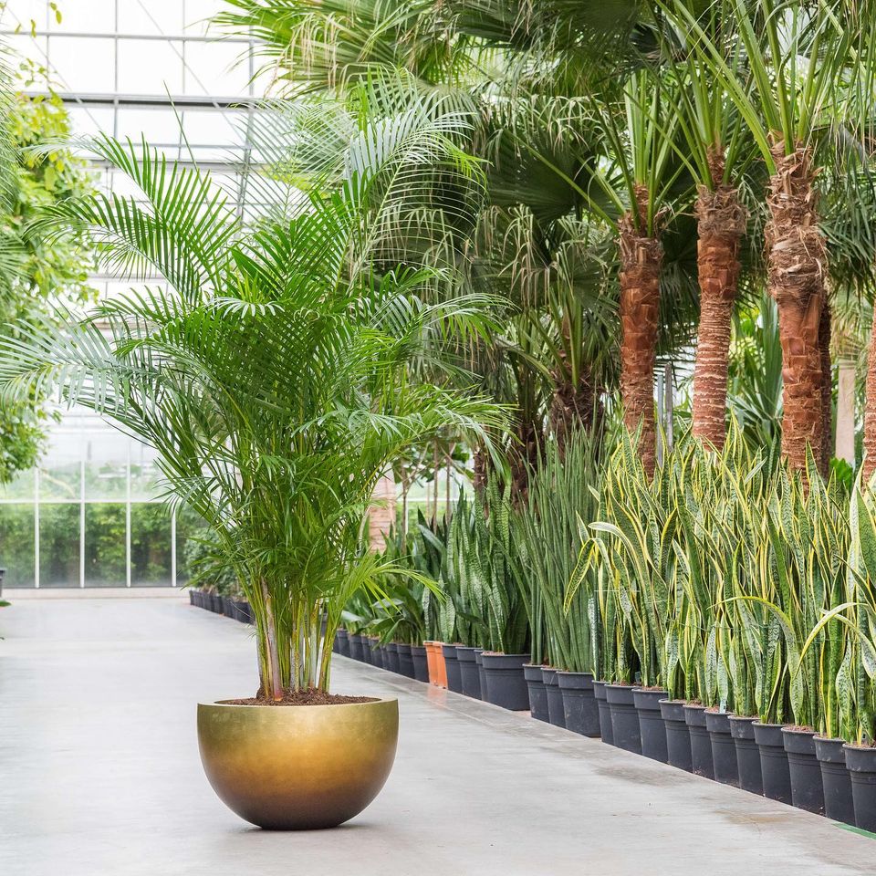 Metallic Plant Bowl - Matt Honey