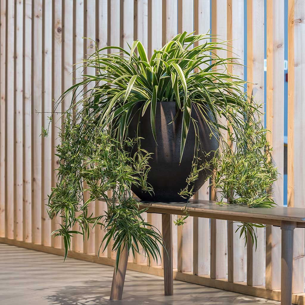 Mini Orb Kevan Plant Pot - Black Washed & Spider Plant