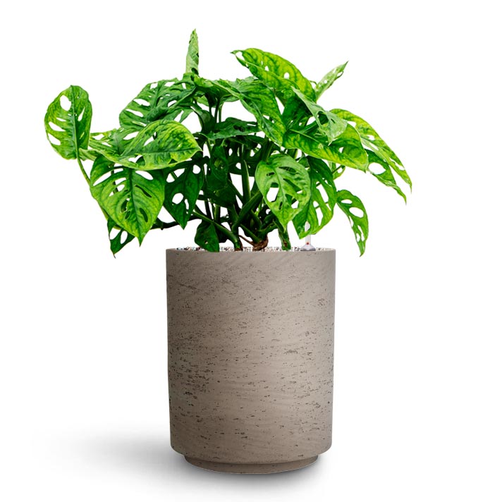 Monstera adansonii - Philodendron Monkey Mask - Hydroculture & Suzi Plant Pot