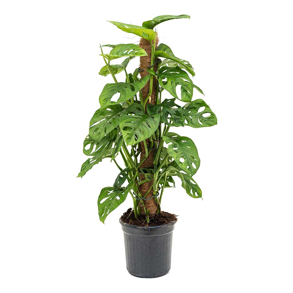 Monstera adansonii - Philodendron Monkey Mask - Moss Pole - Medium