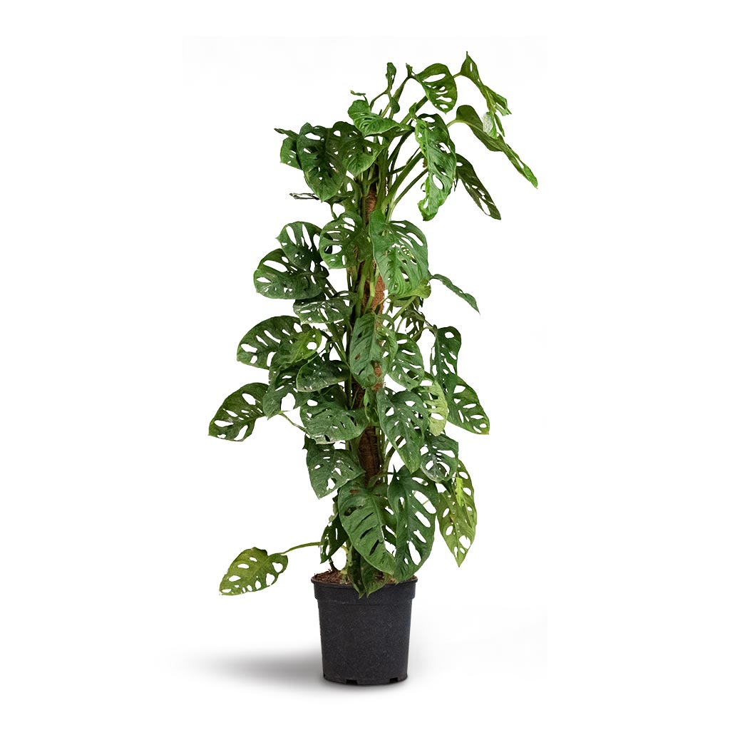 Monstera adansonii - Philodendron Monkey Mask - Moss Pole 21 x 80cm