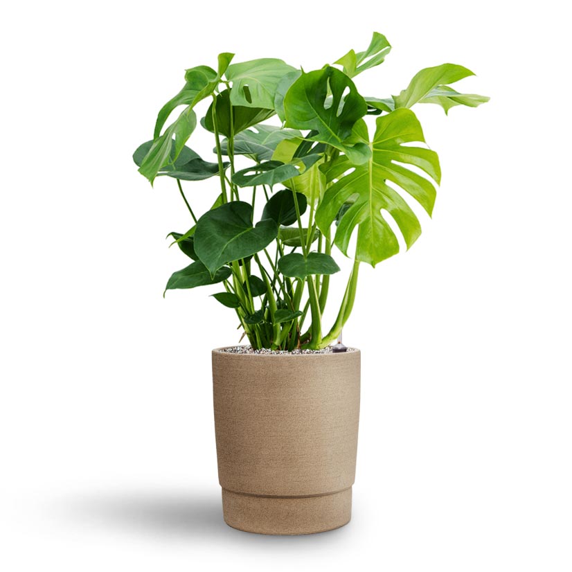 Monstera deliciosa - Hydroculture & Chao Plant Pot - Concrete