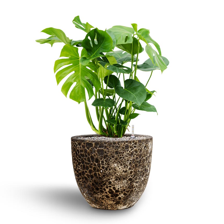 Monstera deliciosa - Hydroculture & Lava Couple Relic Planter - Black
