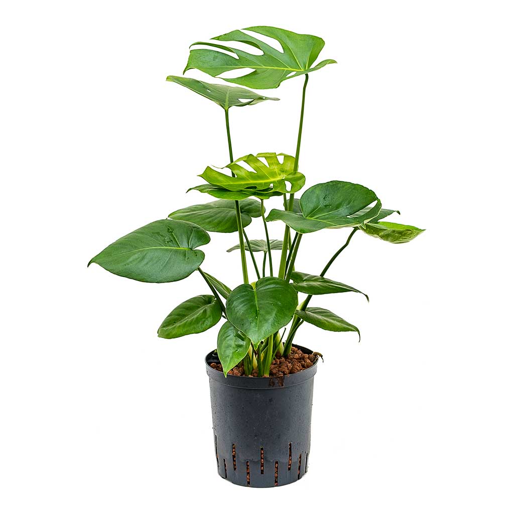 Monstera deliciosa Indoor Plant - Hydroculture 18/19x70cm
