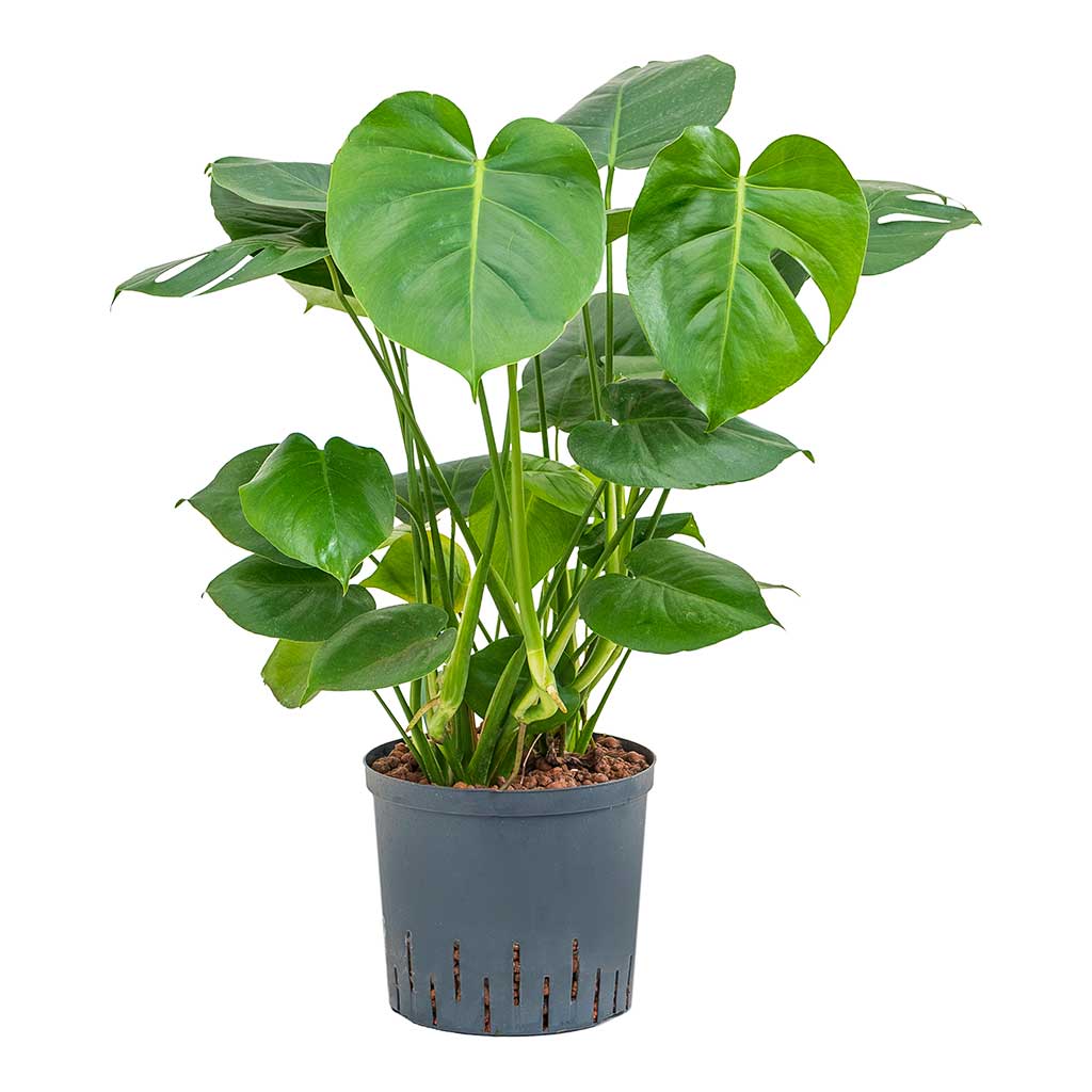 Monstera deliciosa Indoor Plant - Hydroculture 22/19x70cm