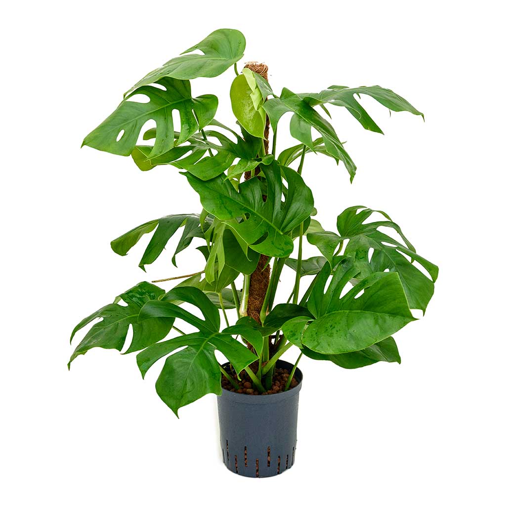Monstera deliciosa Moss Pole Indoor Plant - Hydroculture 18/19x90cm