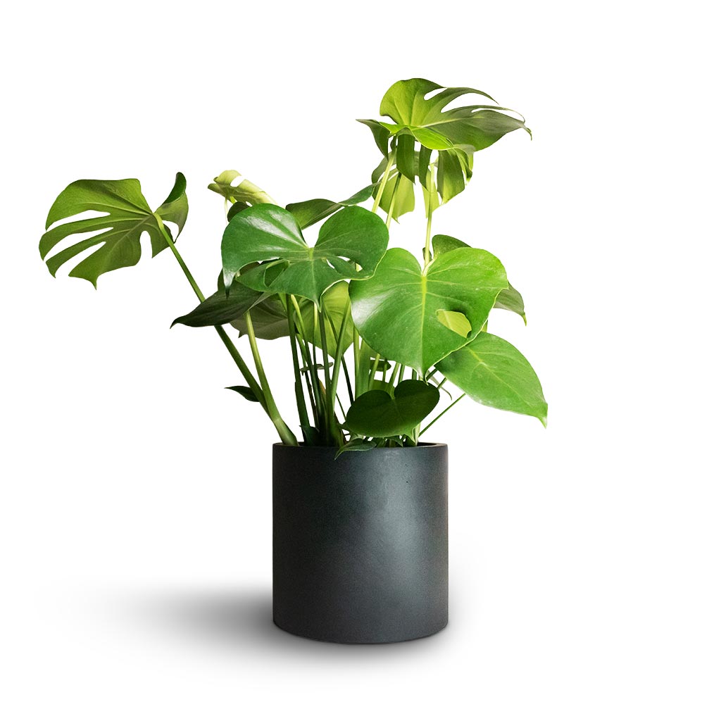 Epipremnum aureum - Golden Pothos & Puk Natural Planter - Matt Black