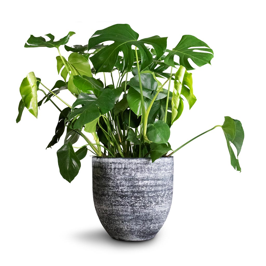 Monstera deliciosa - Swiss Cheese Plant & Cas Plant Pot - Anthracite