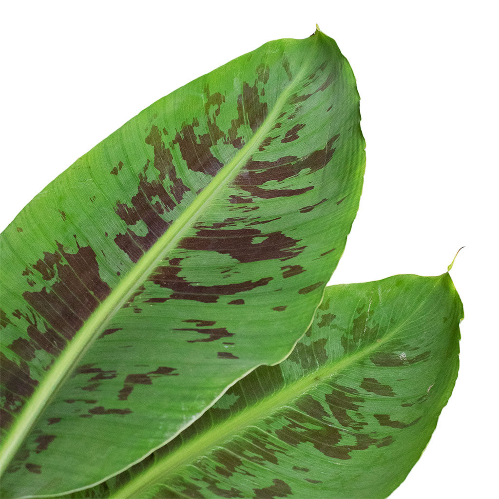 Musa Dwarf Cavendish - Banana Plant Leaves