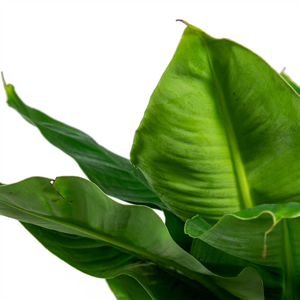 Musa Tropicana - Super Dwarf Cavendish Banana Plant Leaves - Small