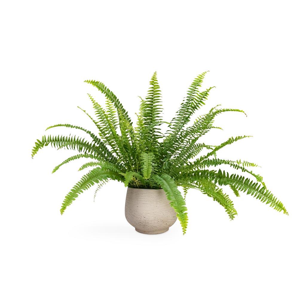 Nephrolepis exaltata Bostoniensis - Boston Fern Houseplant & Mini Pixie Plant Pot - Grey Washed