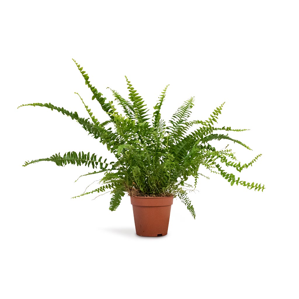Nephrolepis exaltata Bostoniensis - Boston Fern