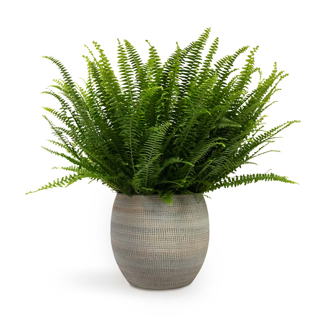 Nephrolepis exaltata Bostoniensis Boston Fern & Dex Plant Pot Earth