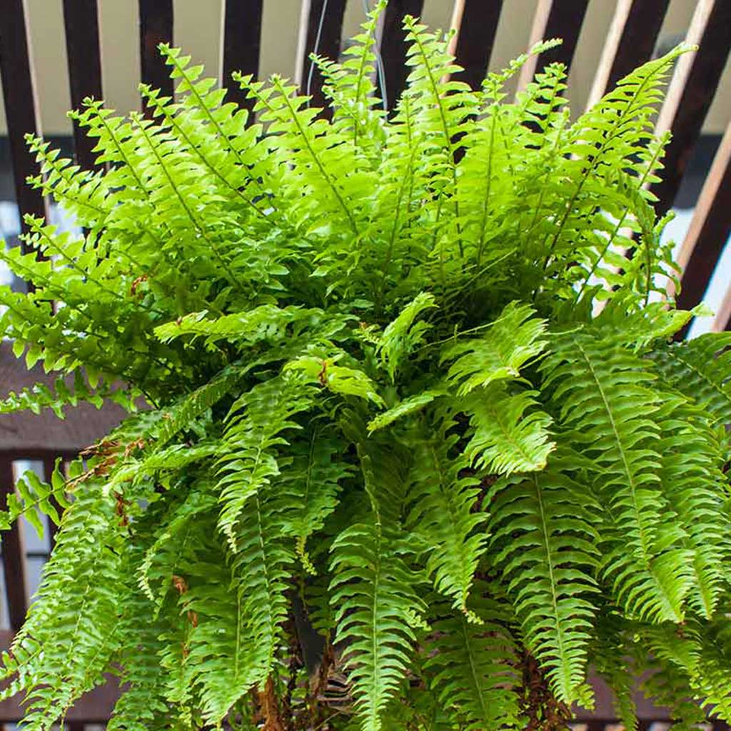 Nephrolepis exaltata Bostoniensis - Boston Fern Hanging