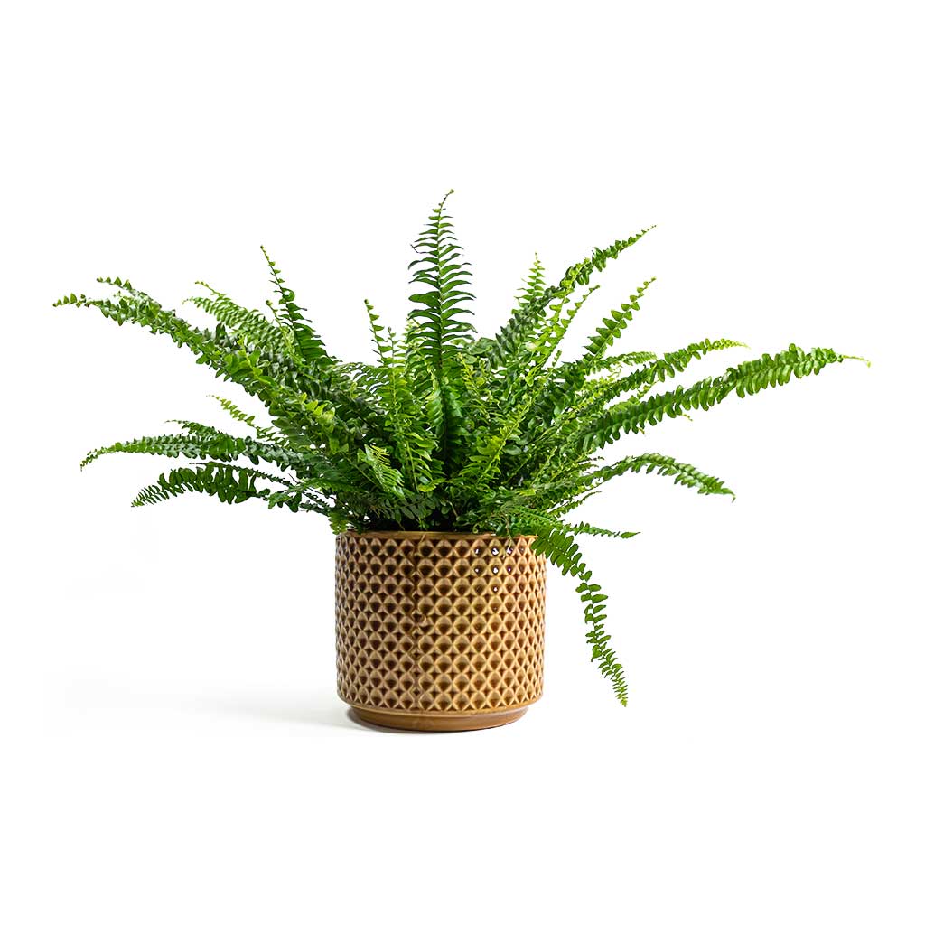 Nephrolepis exaltata Bostoniensis Boston Fern with Thies Plant Pot Mustard